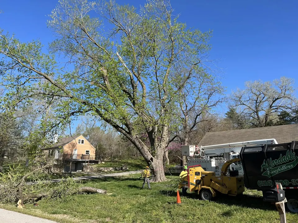 Affordable Treefellers crew with chipper performing tree care at residential property