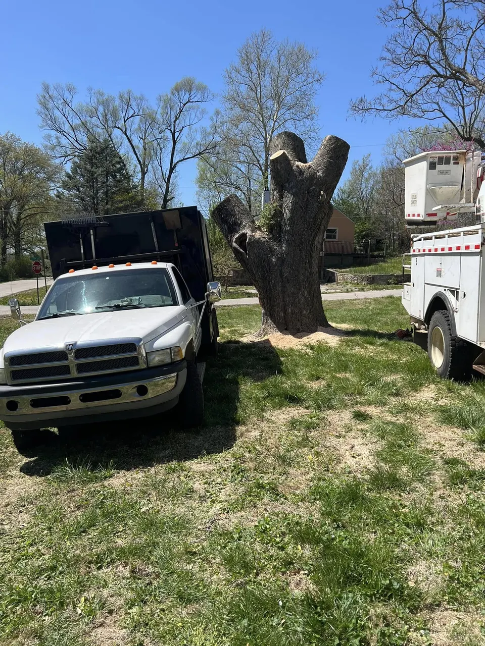 Affordable Treefellers trucks with stripped trunk during commercial tree work