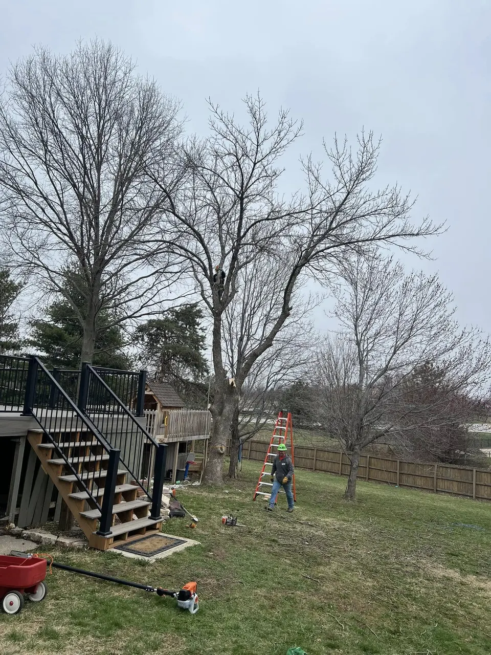 Affordable Treefellers worker with ladder at residential tree service job