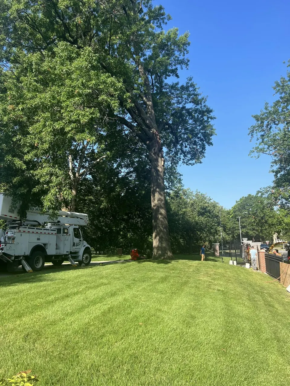 Bucket truck trimming mature tree in Shawnee, Kansas neighborhood