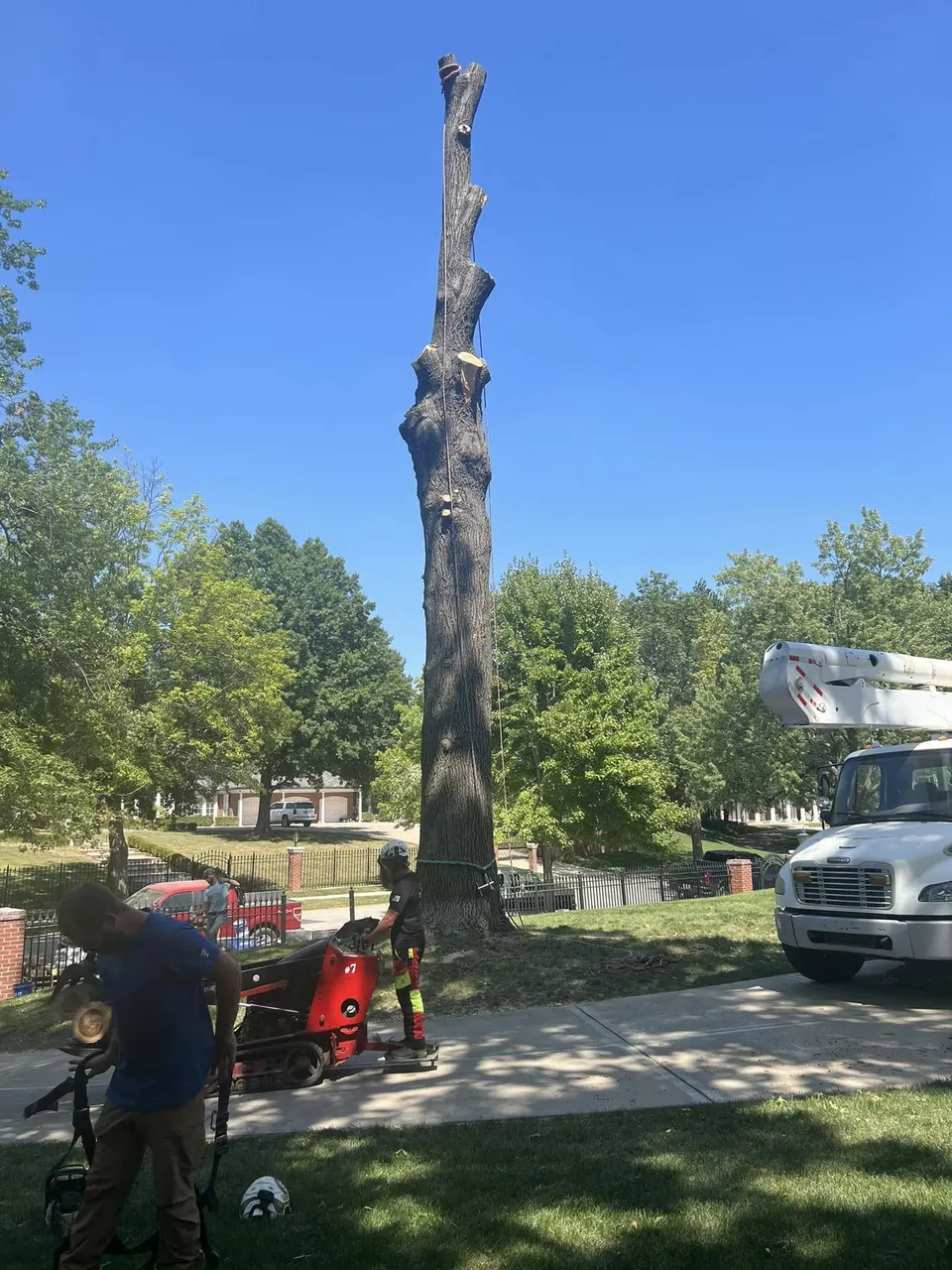 De-limbed trunk standing during controlled tree removal in Kansas
