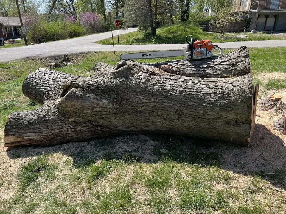 Felled trunk with chainsaw during tree removal in Shawnee