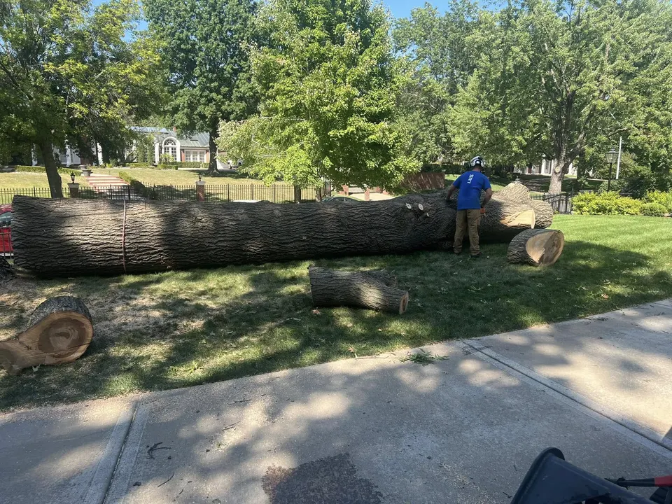 Large felled tree trunk with worker for scale showing tree removal in Kansas