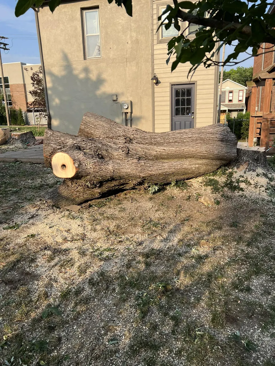 Massive felled tree trunk in residential yard in Shawnee, KS